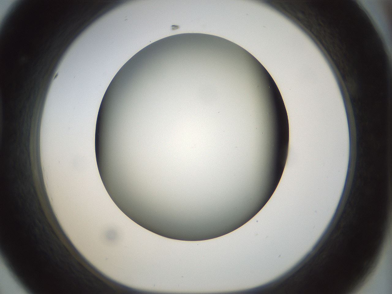 folderID298_plateID1298_batchID4298_wellNum44_profileID1_d1_r78243_ef.jpg