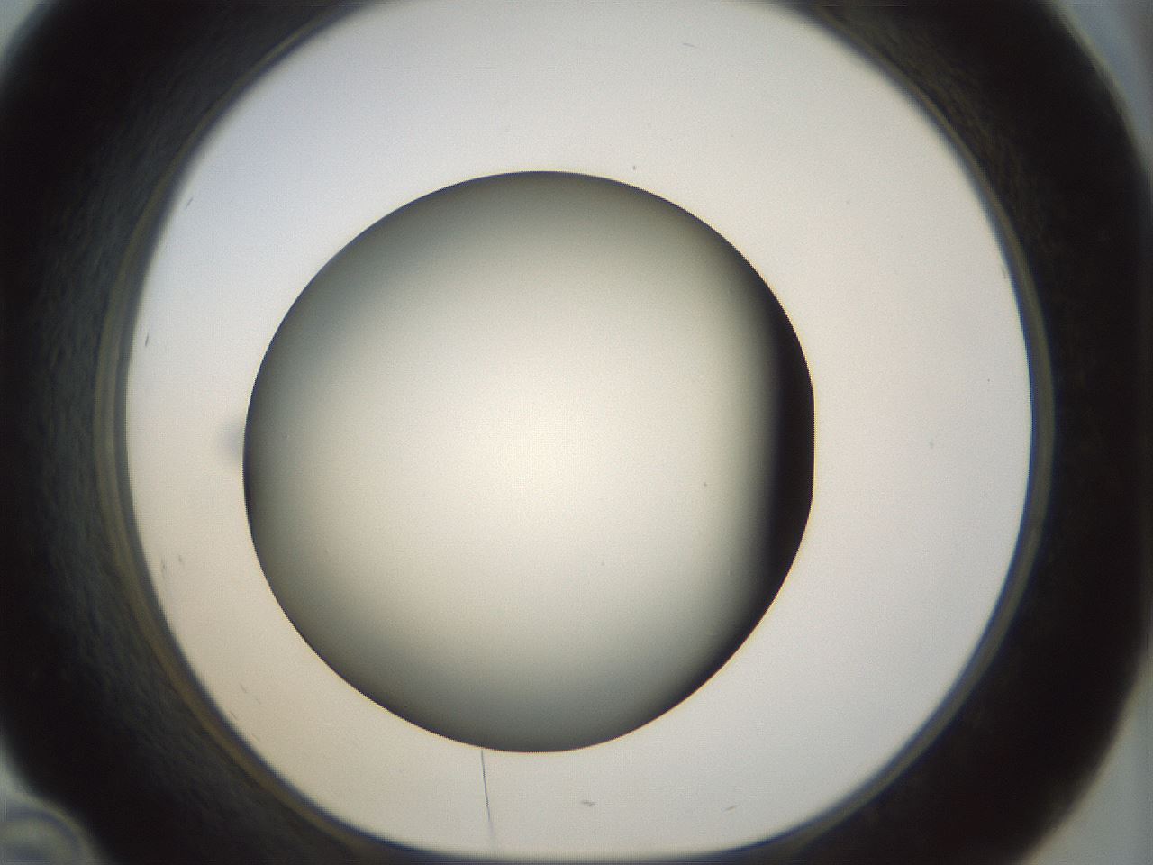 folderID298_plateID1298_batchID4298_wellNum46_profileID1_d1_r78245_ef.jpg