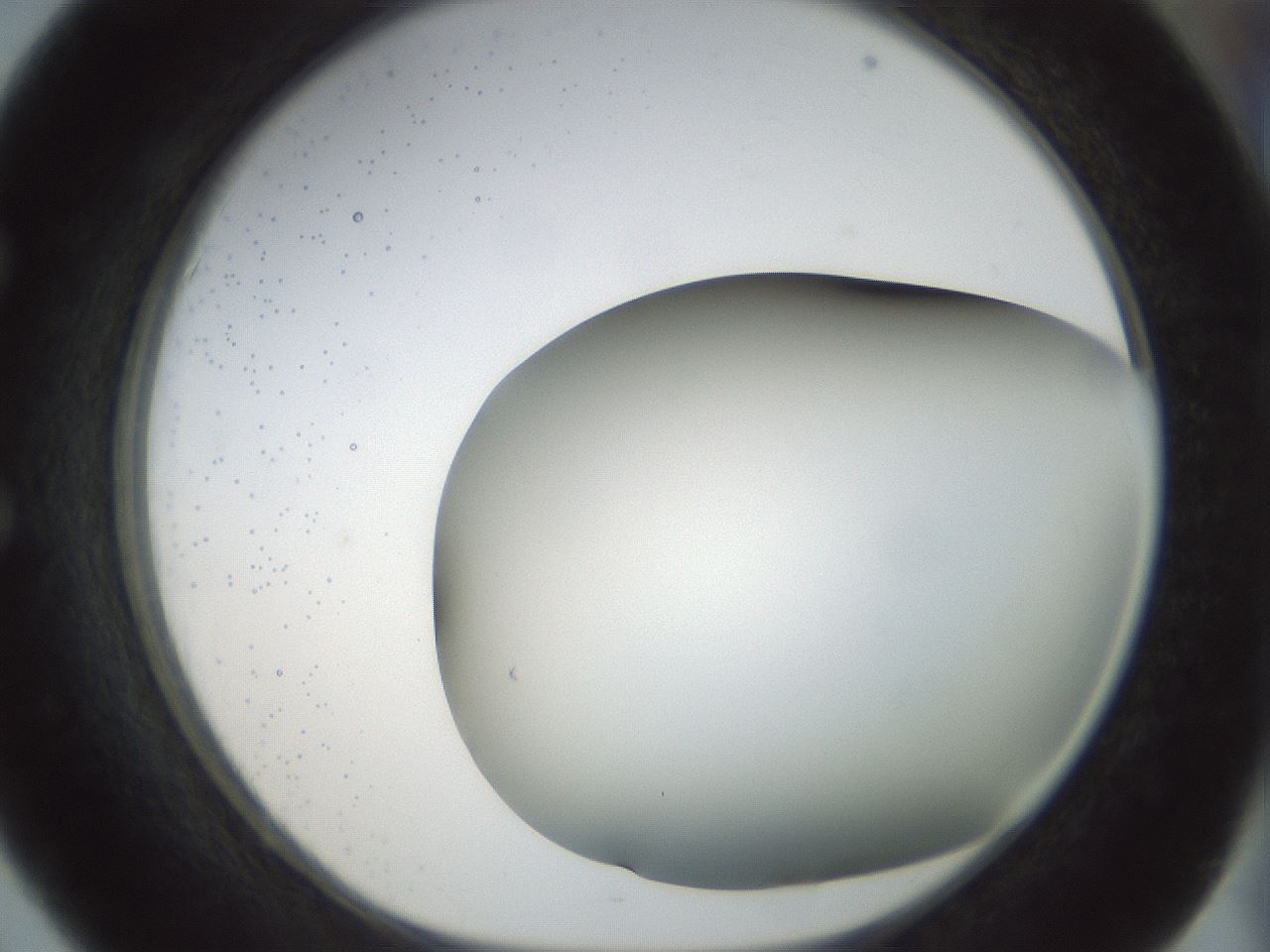 folderID298_plateID1298_batchID4298_wellNum51_profileID1_d1_r78250_ef.jpg