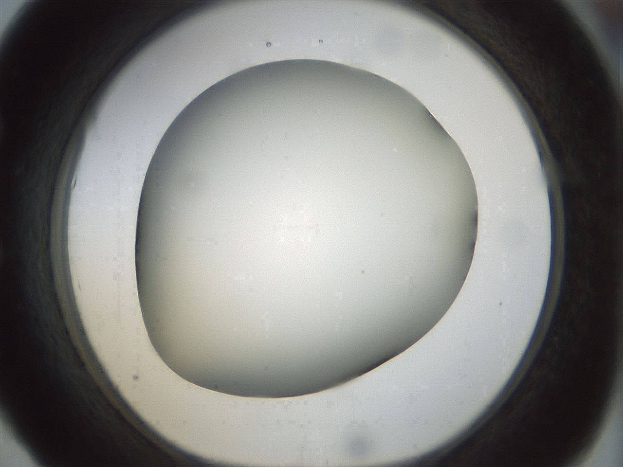 folderID298_plateID1298_batchID4298_wellNum53_profileID1_d1_r78252_ef.jpg