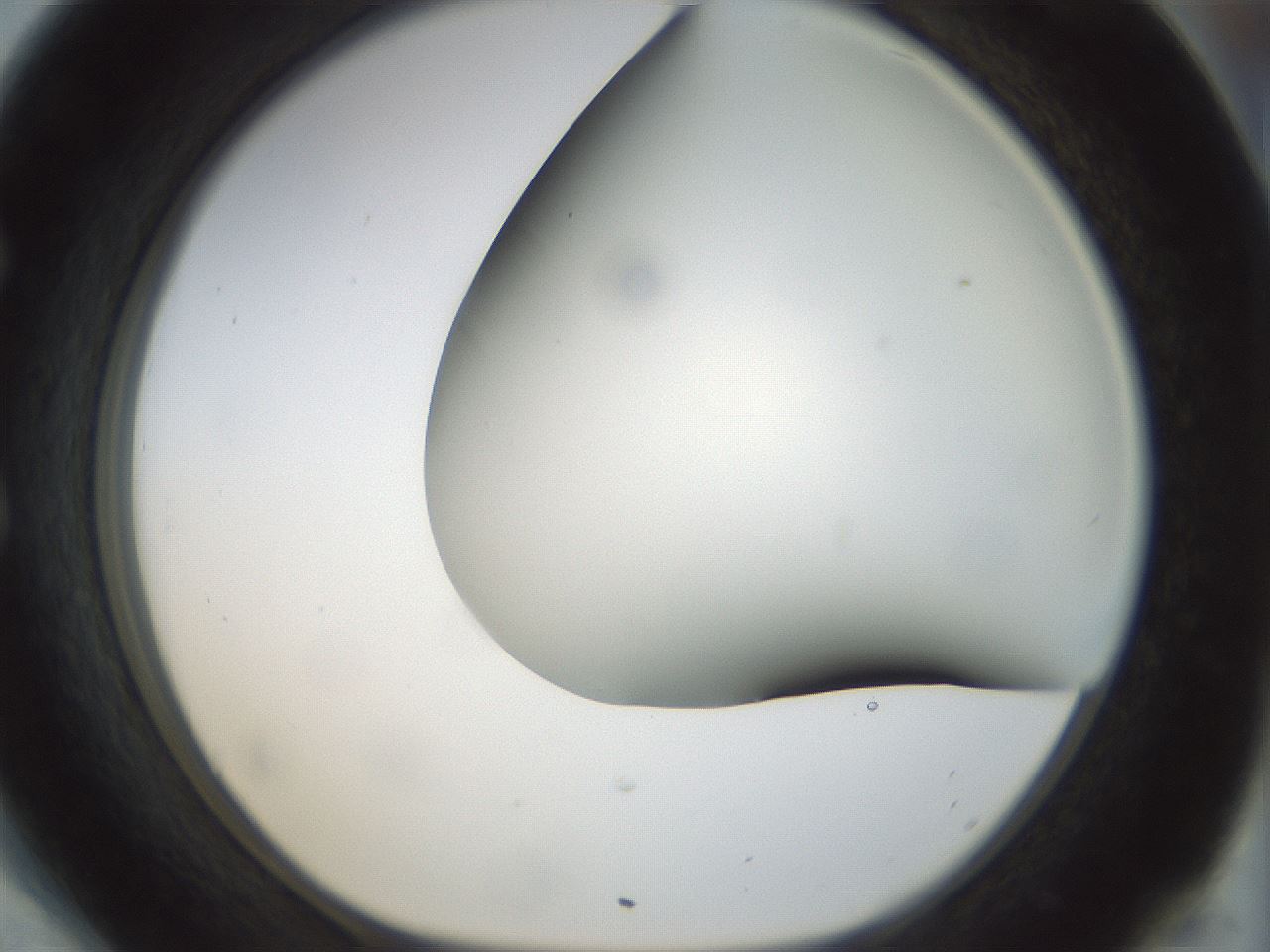 folderID298_plateID1298_batchID4298_wellNum54_profileID1_d1_r78253_ef.jpg