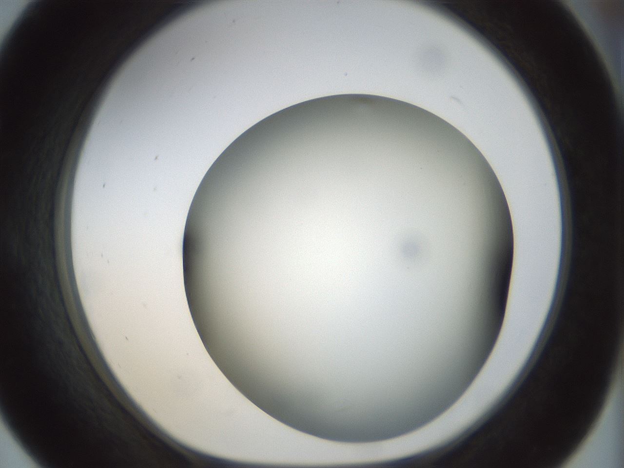 folderID298_plateID1298_batchID4298_wellNum55_profileID1_d1_r78254_ef.jpg