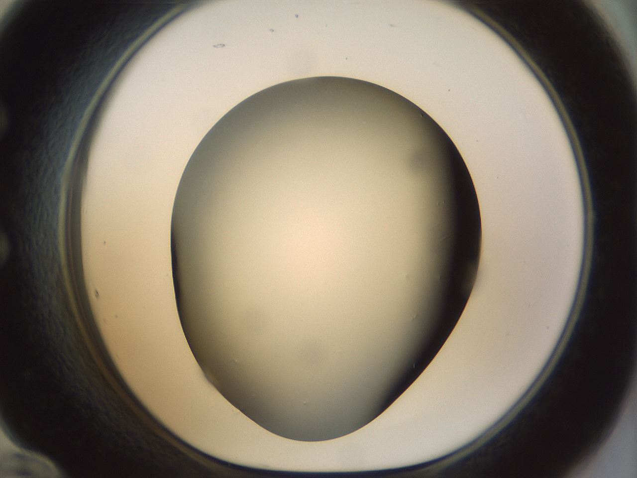 folderID298_plateID1298_batchID4298_wellNum60_profileID1_d1_r78259_ef.jpg
