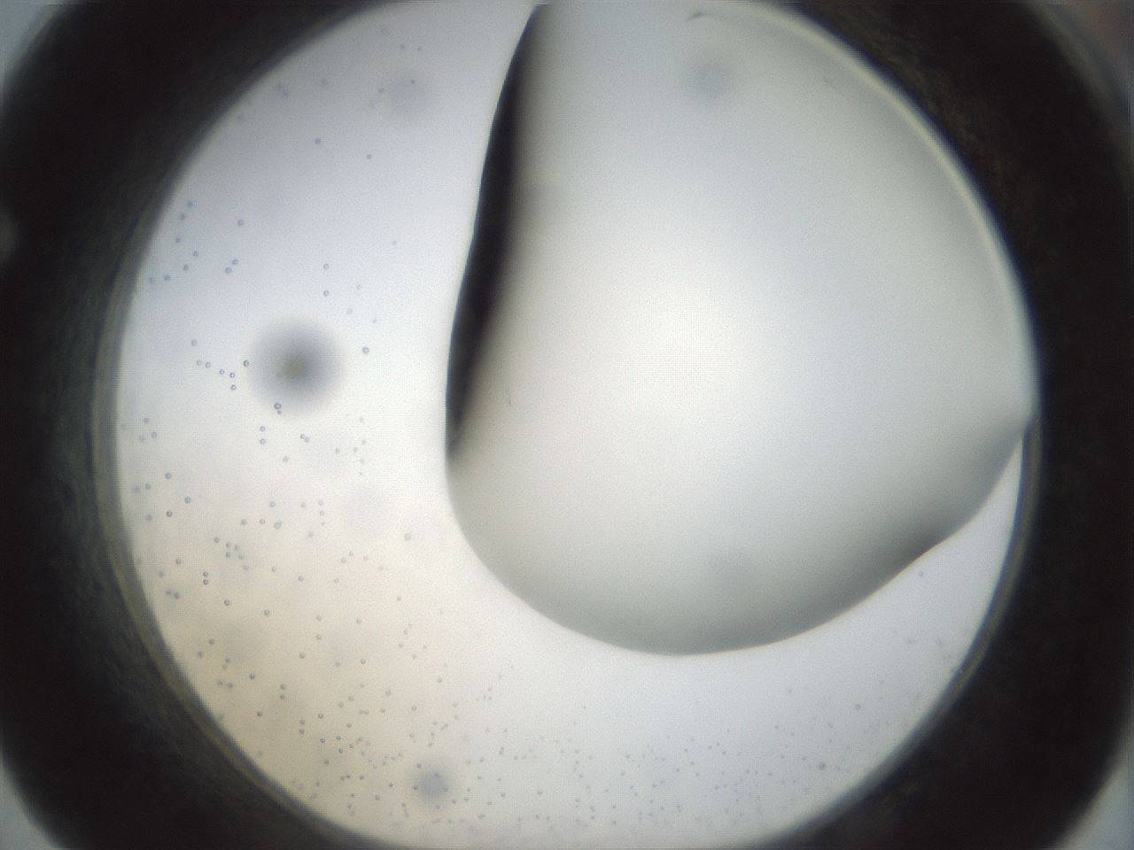 folderID298_plateID1298_batchID4298_wellNum62_profileID1_d1_r78261_ef.jpg