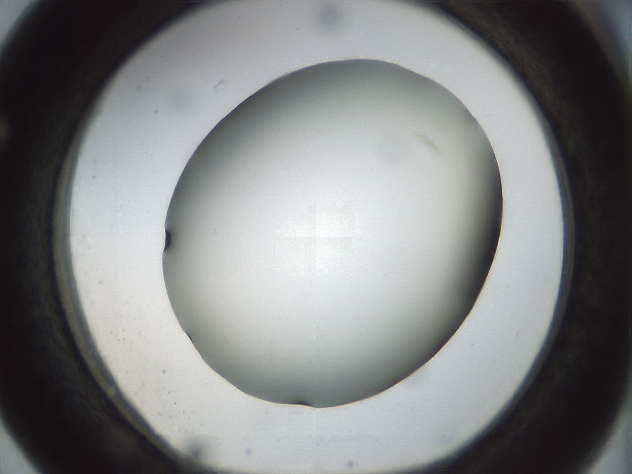 folderID298_plateID1298_batchID4298_wellNum63_profileID1_d1_r78262_ef.jpg