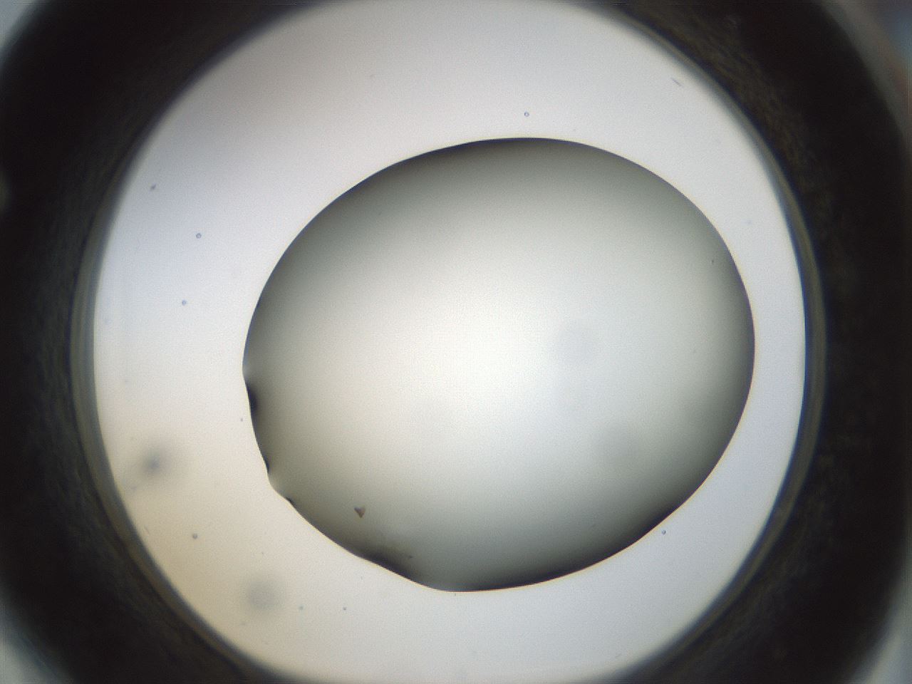 folderID298_plateID1298_batchID4298_wellNum64_profileID1_d1_r78263_ef.jpg
