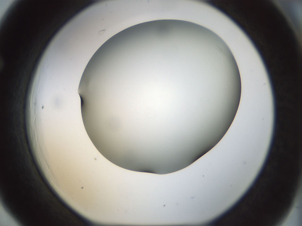 folderID298_plateID1298_batchID4298_wellNum66_profileID1_d1_r78265_ef.jpg