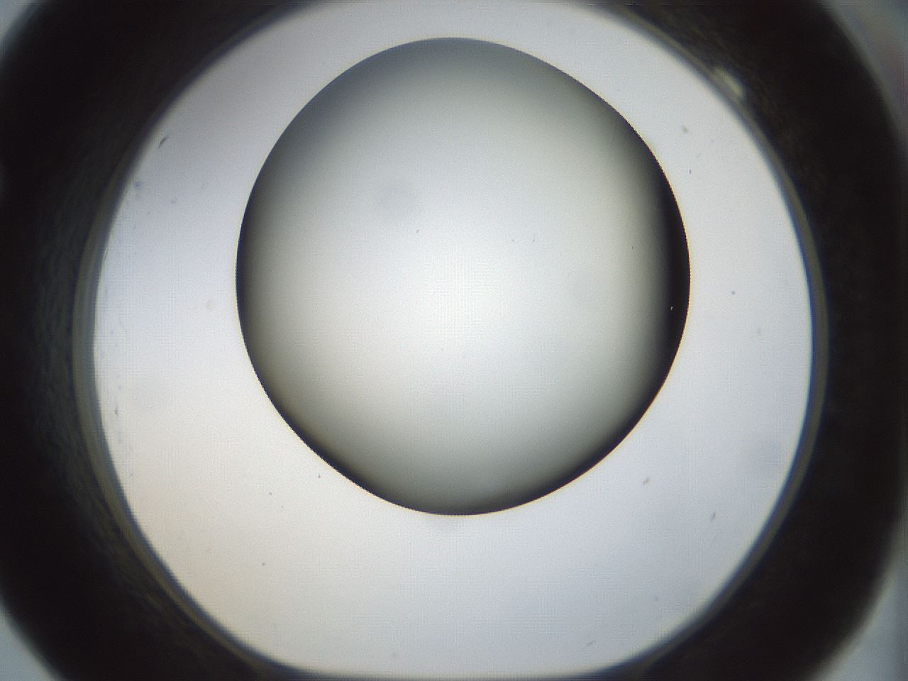 folderID298_plateID1298_batchID4298_wellNum69_profileID1_d1_r78268_ef.jpg