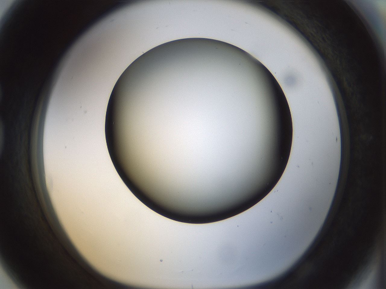 folderID298_plateID1298_batchID4298_wellNum80_profileID1_d1_r78279_ef.jpg