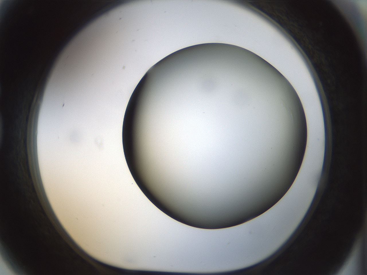 folderID298_plateID1298_batchID4298_wellNum81_profileID1_d1_r78280_ef.jpg