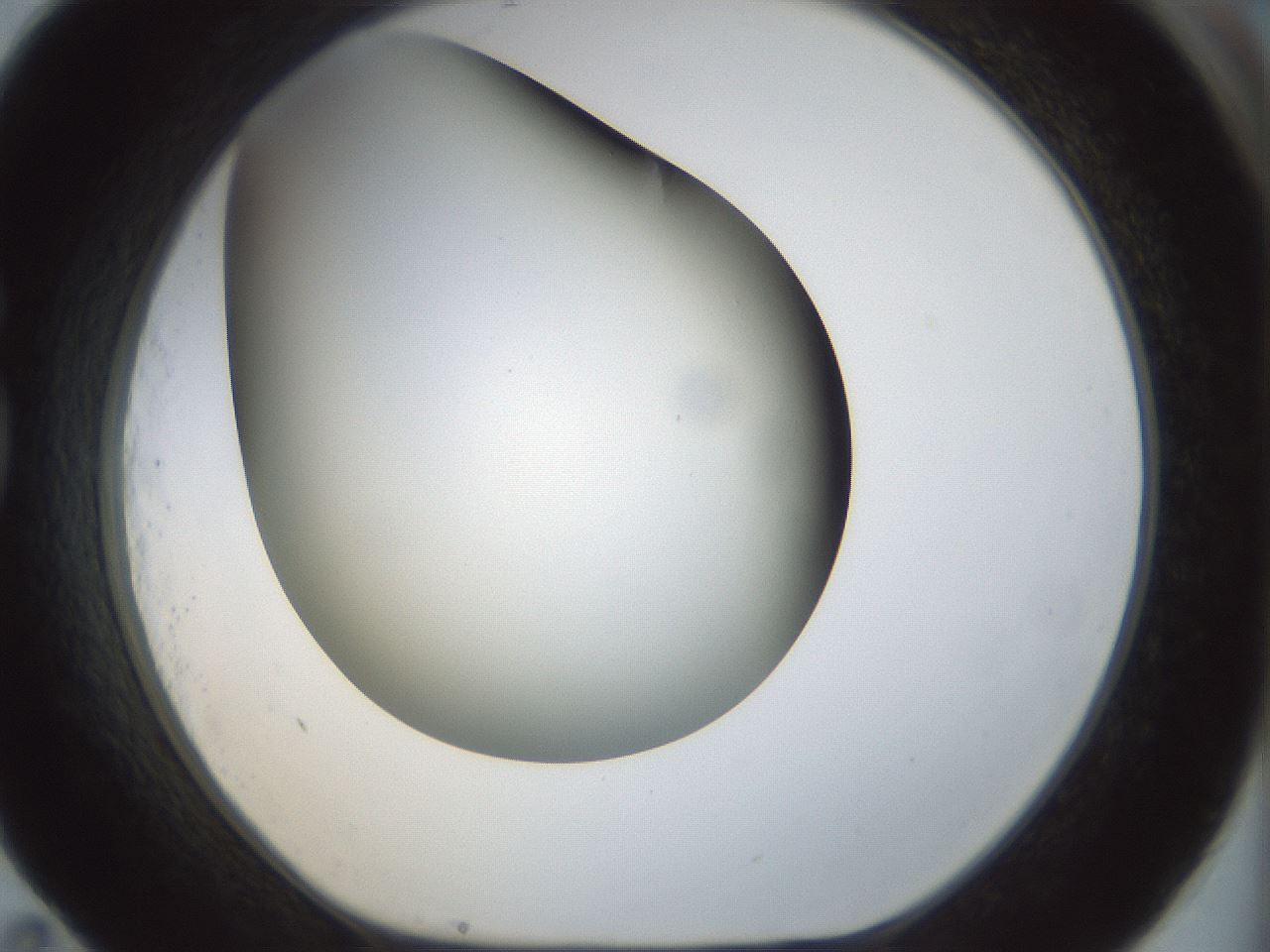 folderID298_plateID1298_batchID4298_wellNum83_profileID1_d1_r78282_ef.jpg