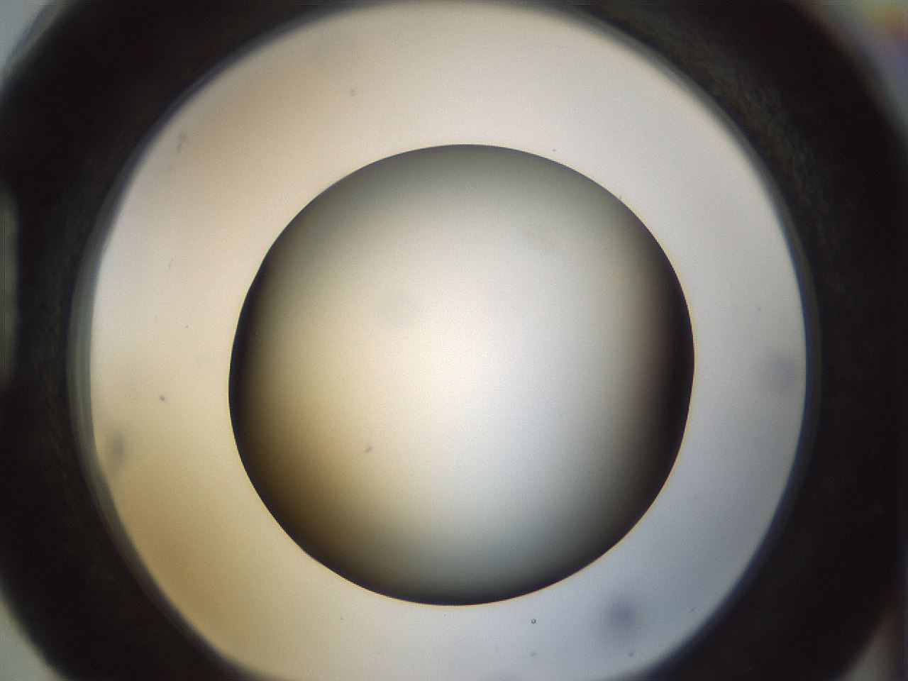 folderID298_plateID1298_batchID4298_wellNum88_profileID1_d1_r78287_ef.jpg