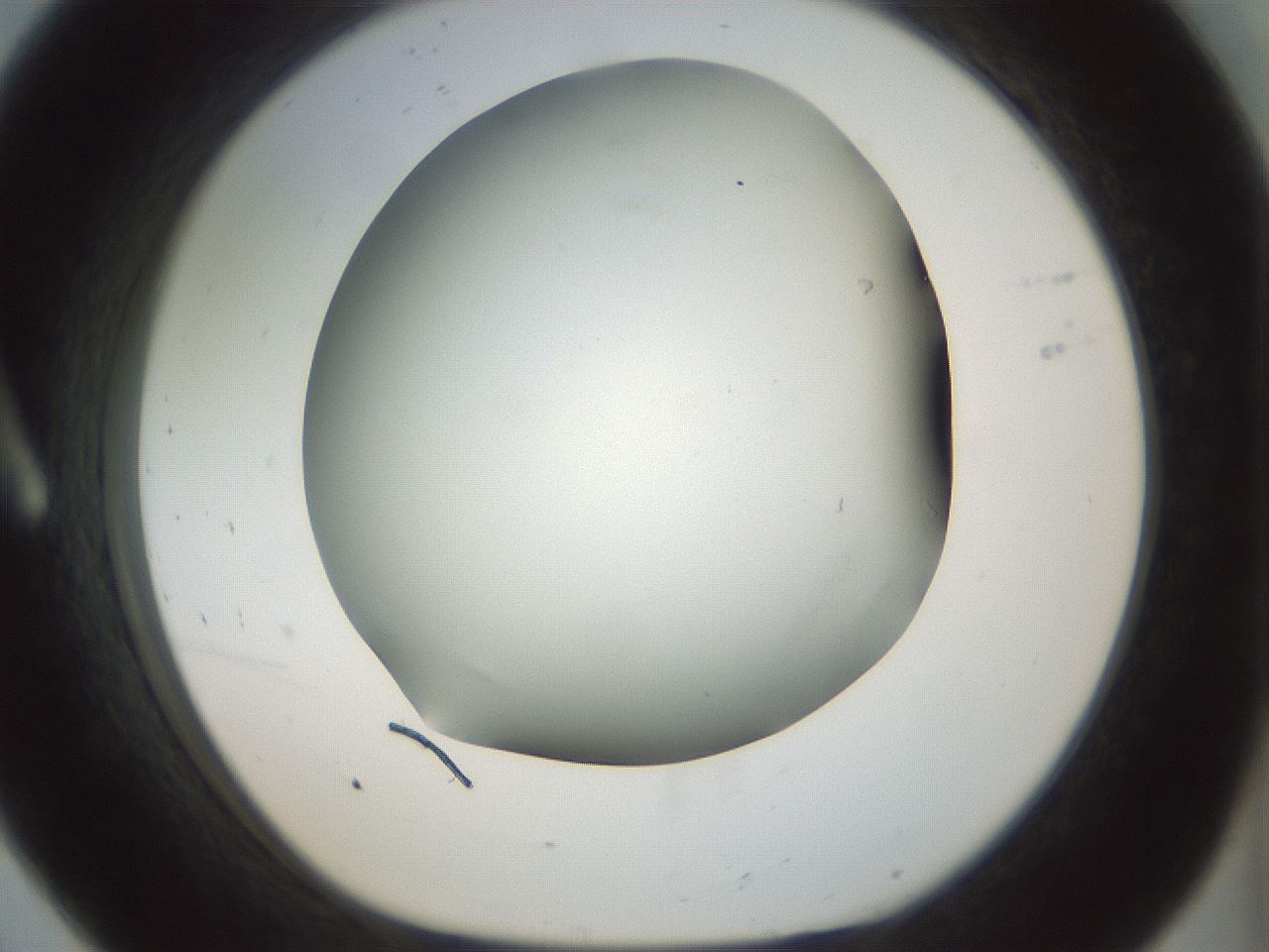 folderID298_plateID1298_batchID4298_wellNum8_profileID1_d1_r78207_ef.jpg