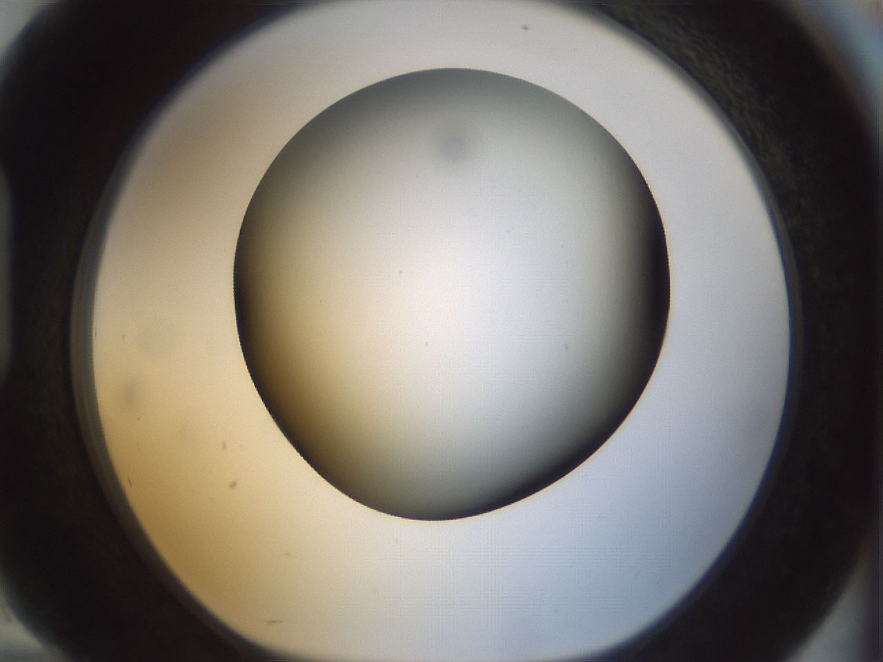 folderID298_plateID1298_batchID4298_wellNum94_profileID1_d1_r78293_ef.jpg