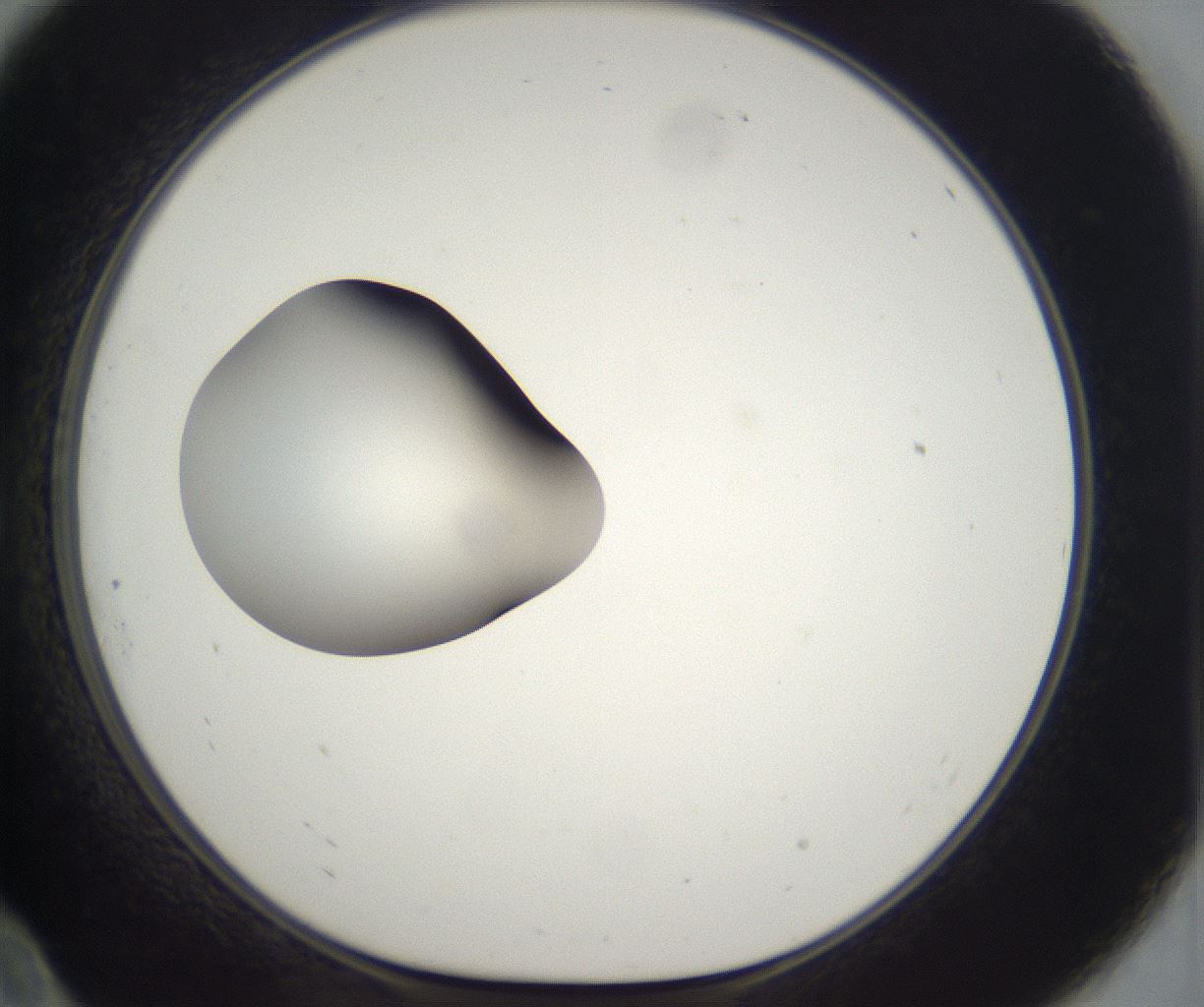 folderID298_plateID2298_batchID10853_wellNum10_profileID1_d1_r161527_ef.jpg