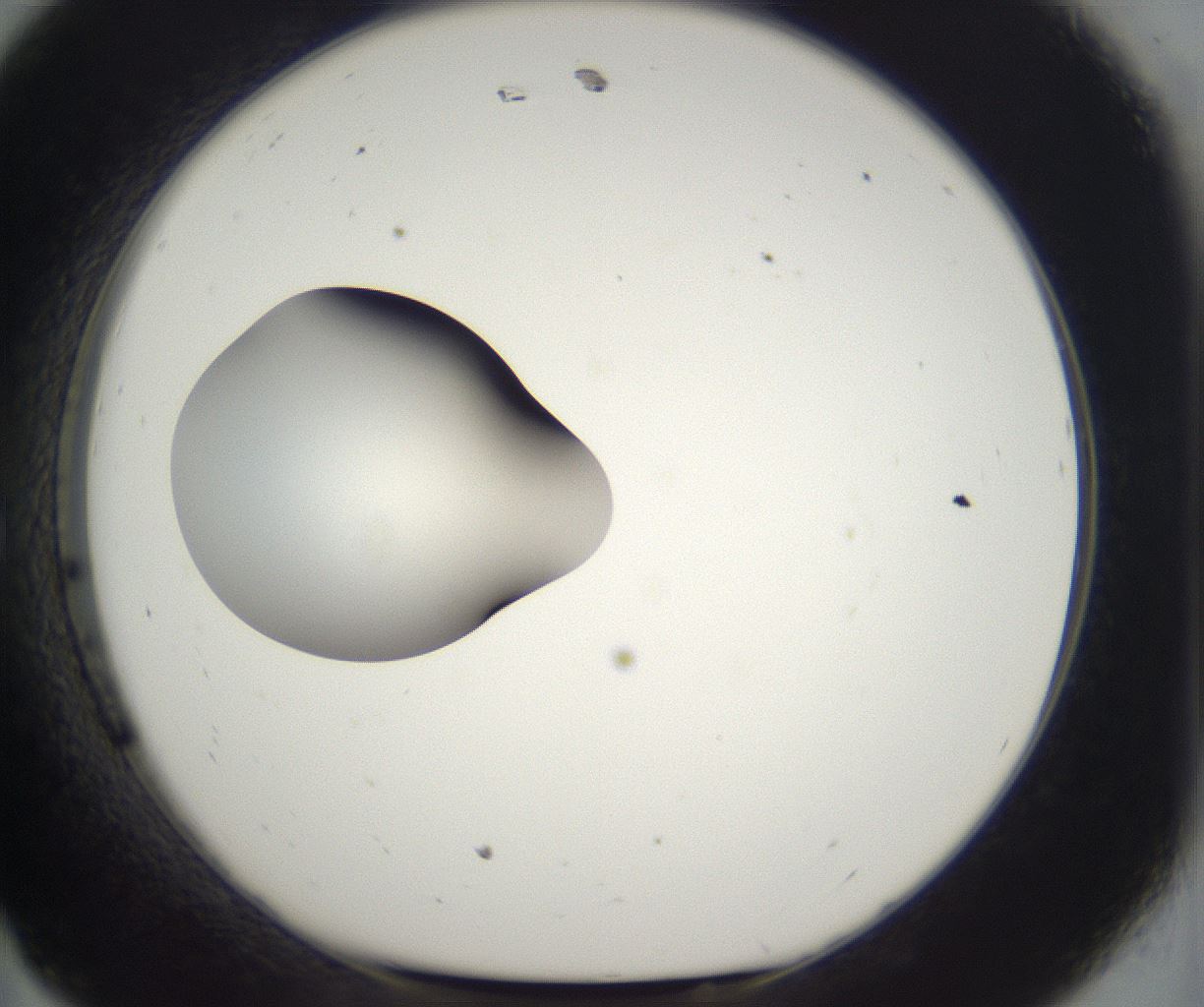 folderID298_plateID2298_batchID10853_wellNum11_profileID1_d1_r161528_ef.jpg