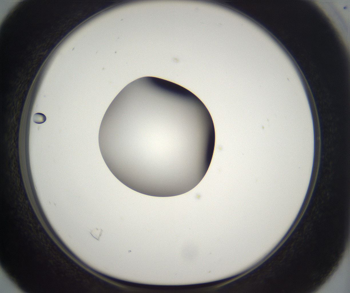 folderID298_plateID2298_batchID10853_wellNum16_profileID1_d1_r161533_ef.jpg