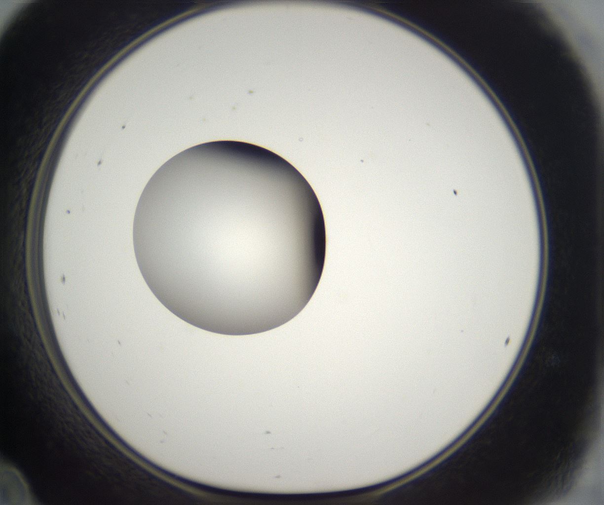 folderID298_plateID2298_batchID10853_wellNum24_profileID1_d1_r161541_ef.jpg