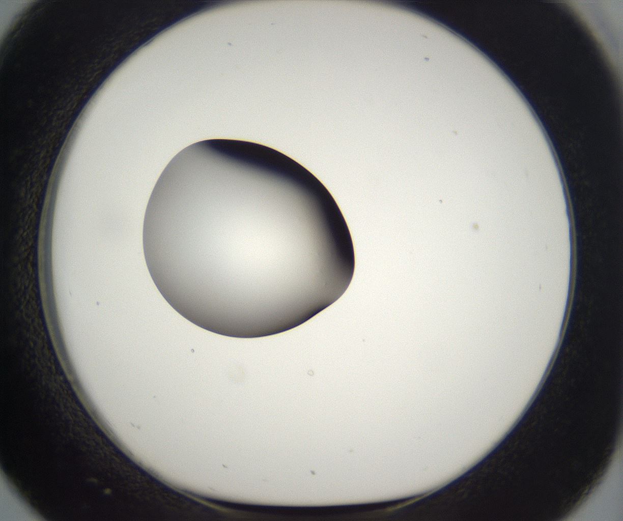 folderID298_plateID2298_batchID10853_wellNum26_profileID1_d1_r161543_ef.jpg