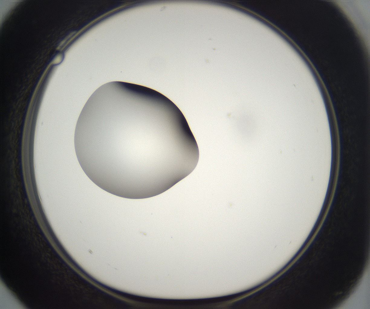 folderID298_plateID2298_batchID10853_wellNum28_profileID1_d1_r161545_ef.jpg
