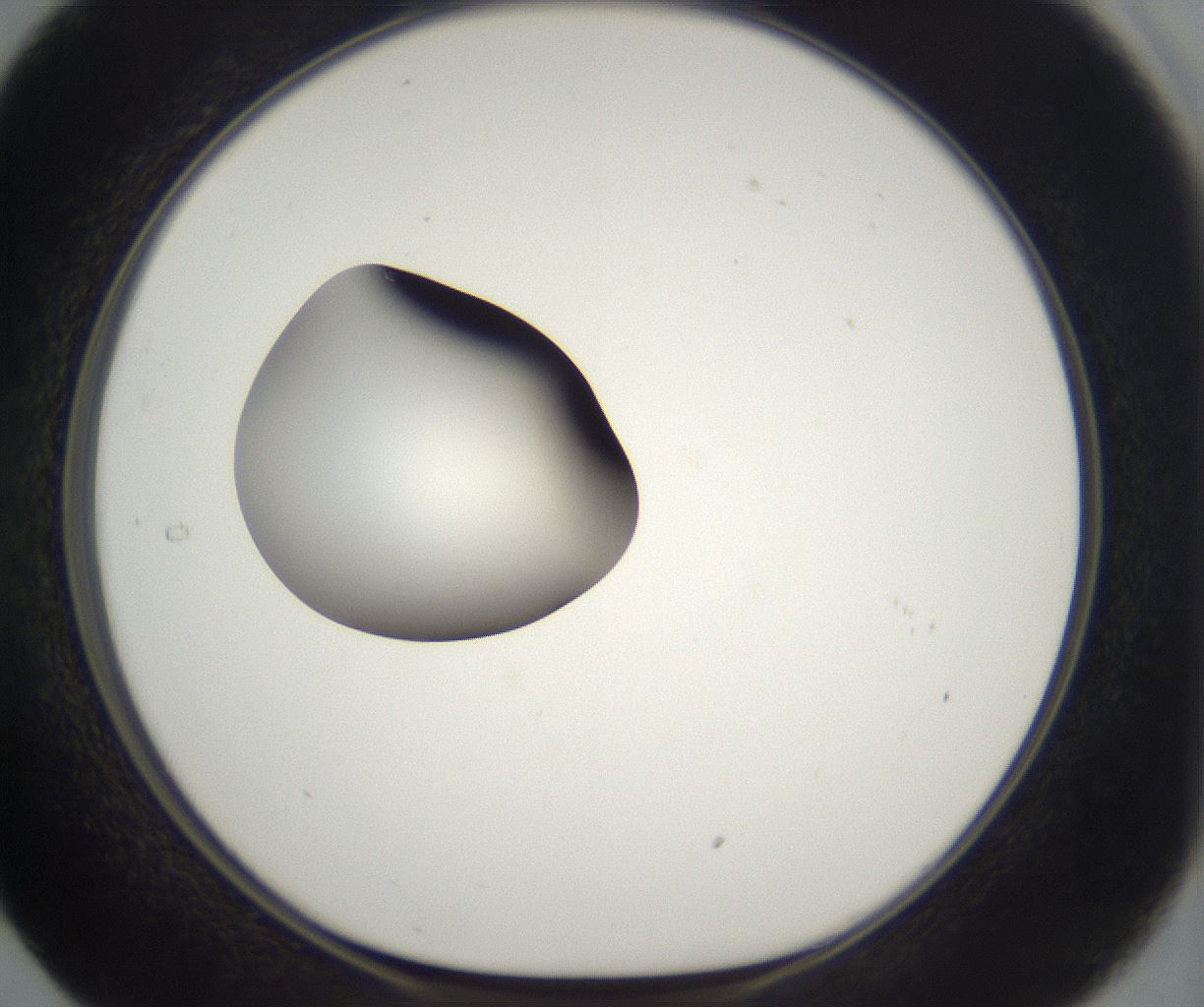 folderID298_plateID2298_batchID10853_wellNum29_profileID1_d1_r161546_ef.jpg