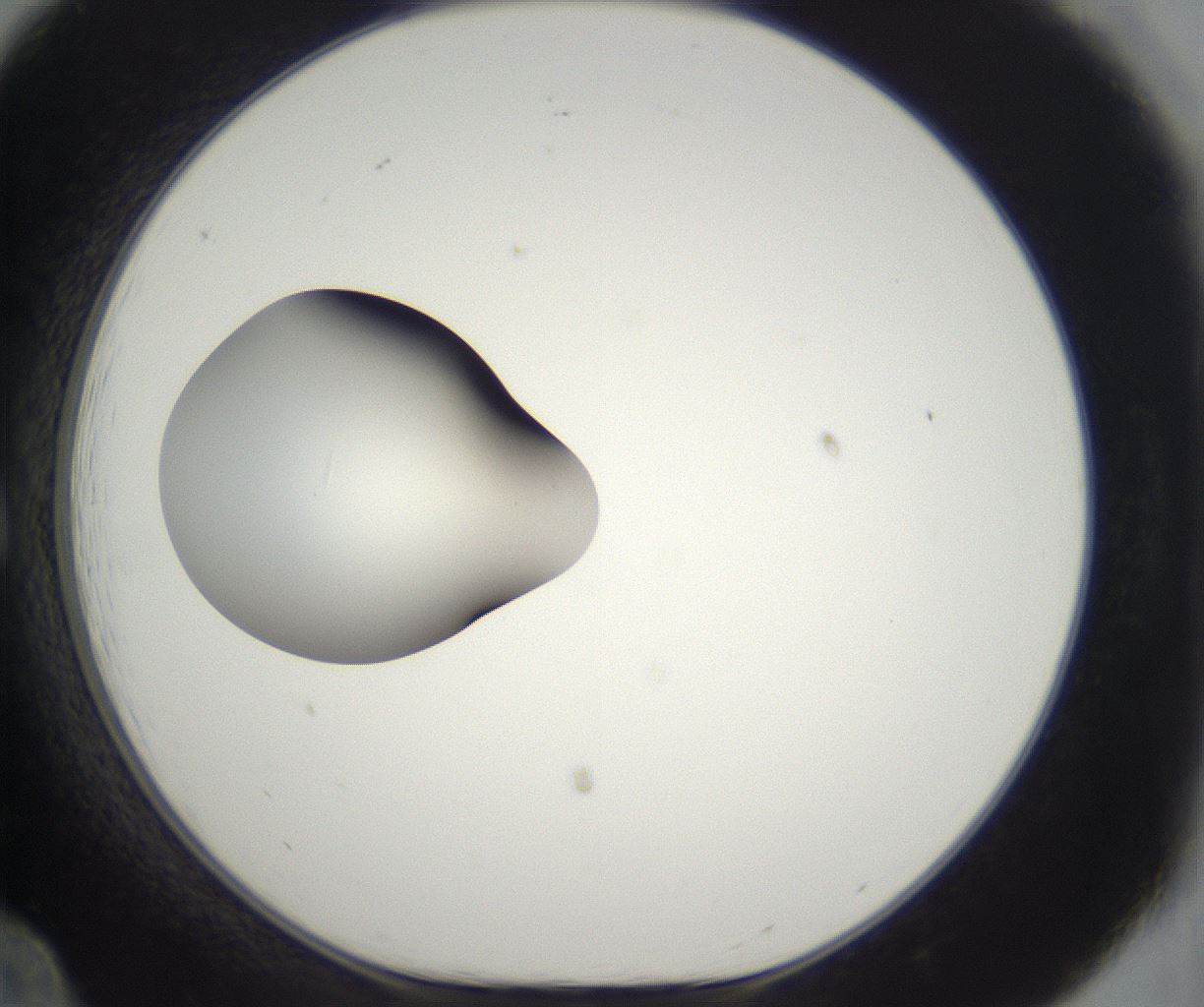 folderID298_plateID2298_batchID10853_wellNum12_profileID1_d1_r161529_ef.jpg