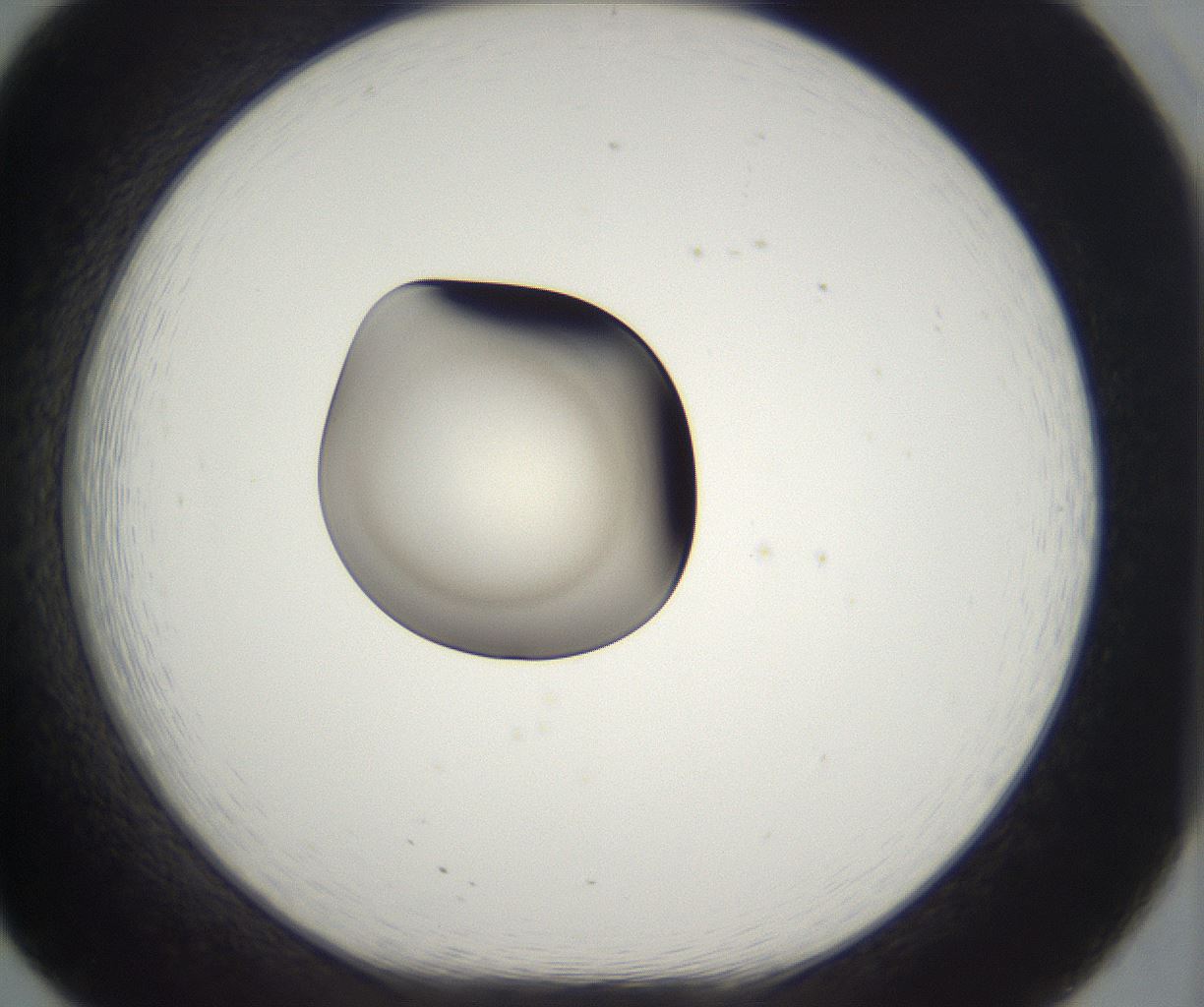 folderID298_plateID2298_batchID10853_wellNum20_profileID1_d1_r161537_ef.jpg