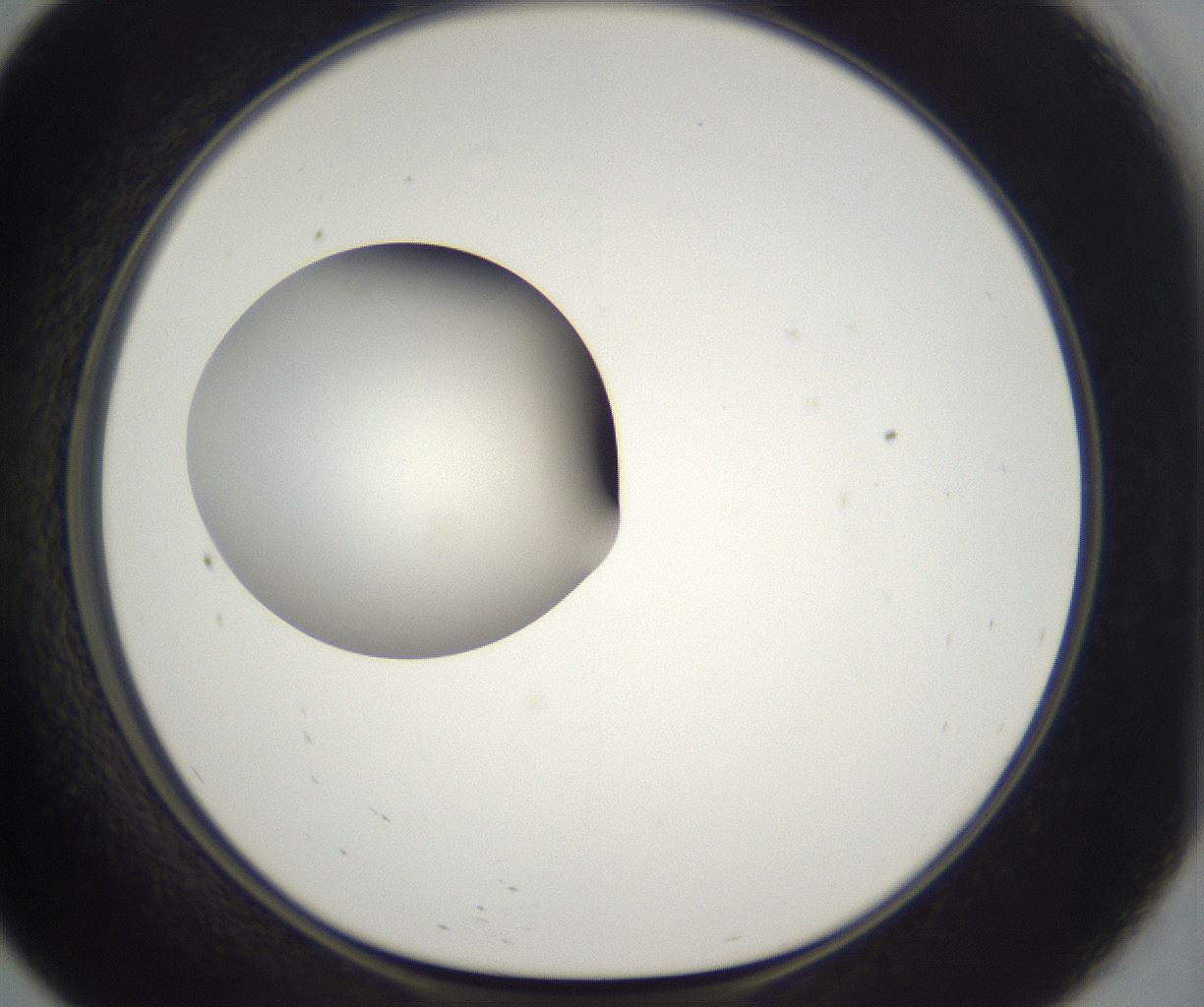 folderID298_plateID2298_batchID10853_wellNum57_profileID1_d1_r161574_ef.jpg