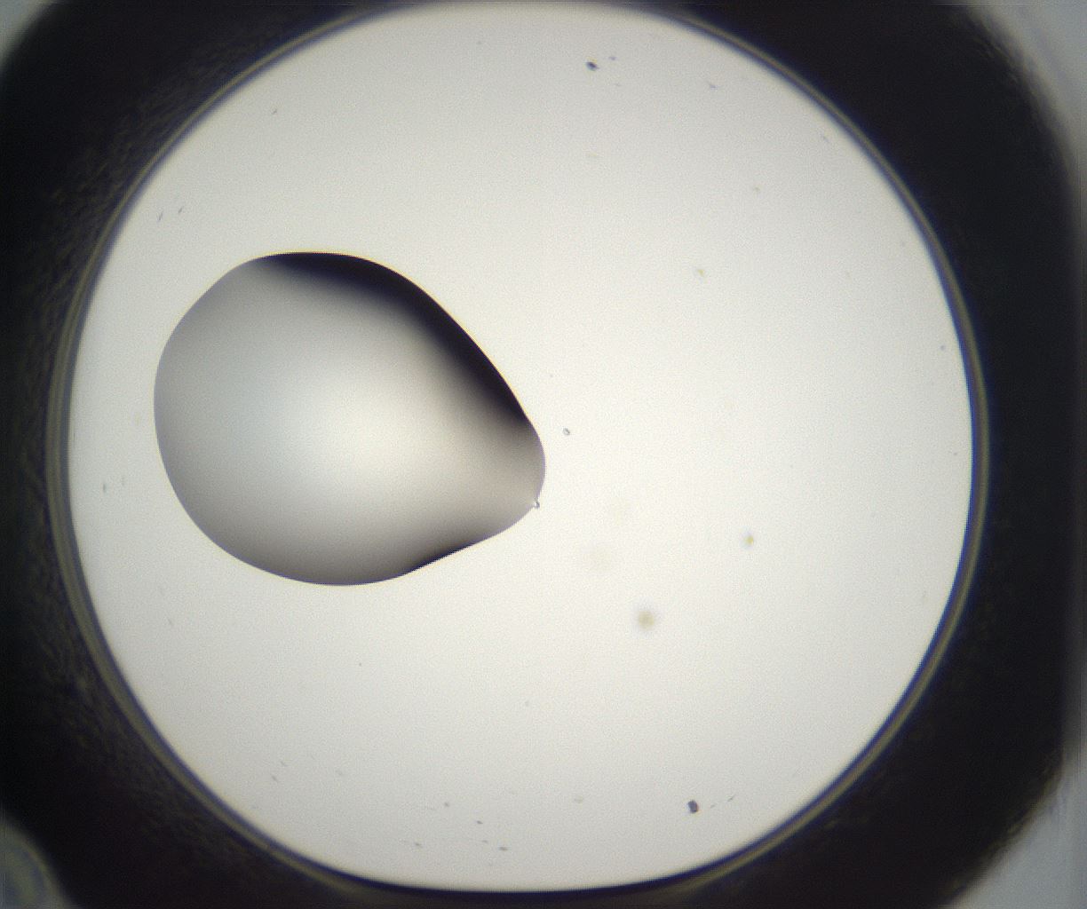folderID298_plateID2298_batchID10853_wellNum34_profileID1_d1_r161551_ef.jpg
