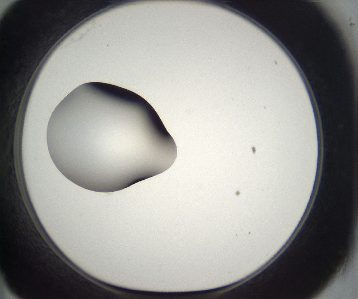 folderID298_plateID2298_batchID10853_wellNum35_profileID1_d1_r161552_ef.jpg