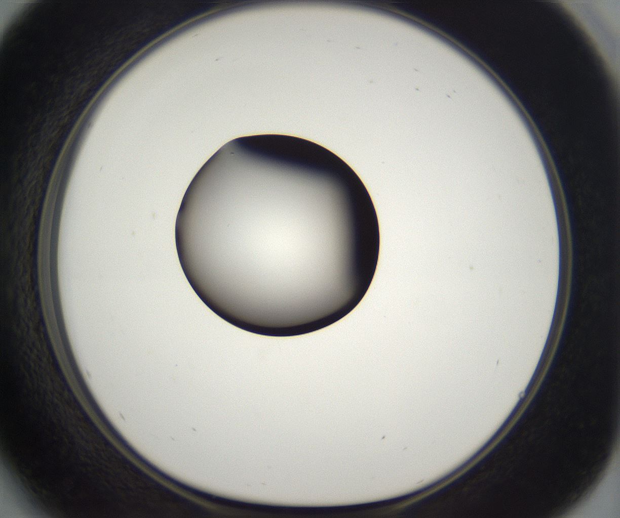 folderID298_plateID2298_batchID10853_wellNum41_profileID1_d1_r161558_ef.jpg