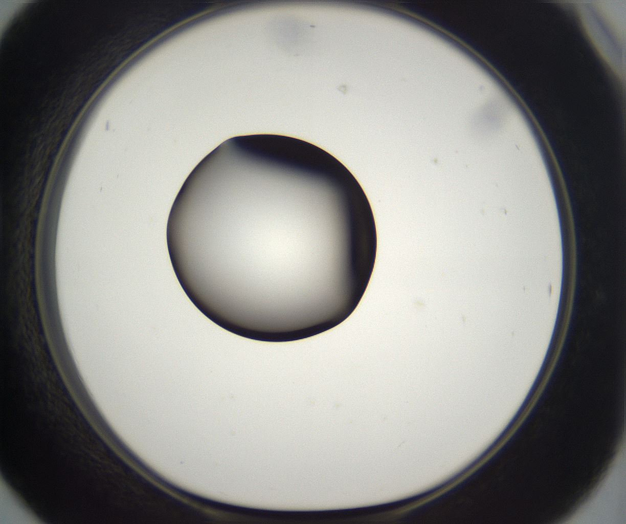 folderID298_plateID2298_batchID10853_wellNum42_profileID1_d1_r161559_ef.jpg