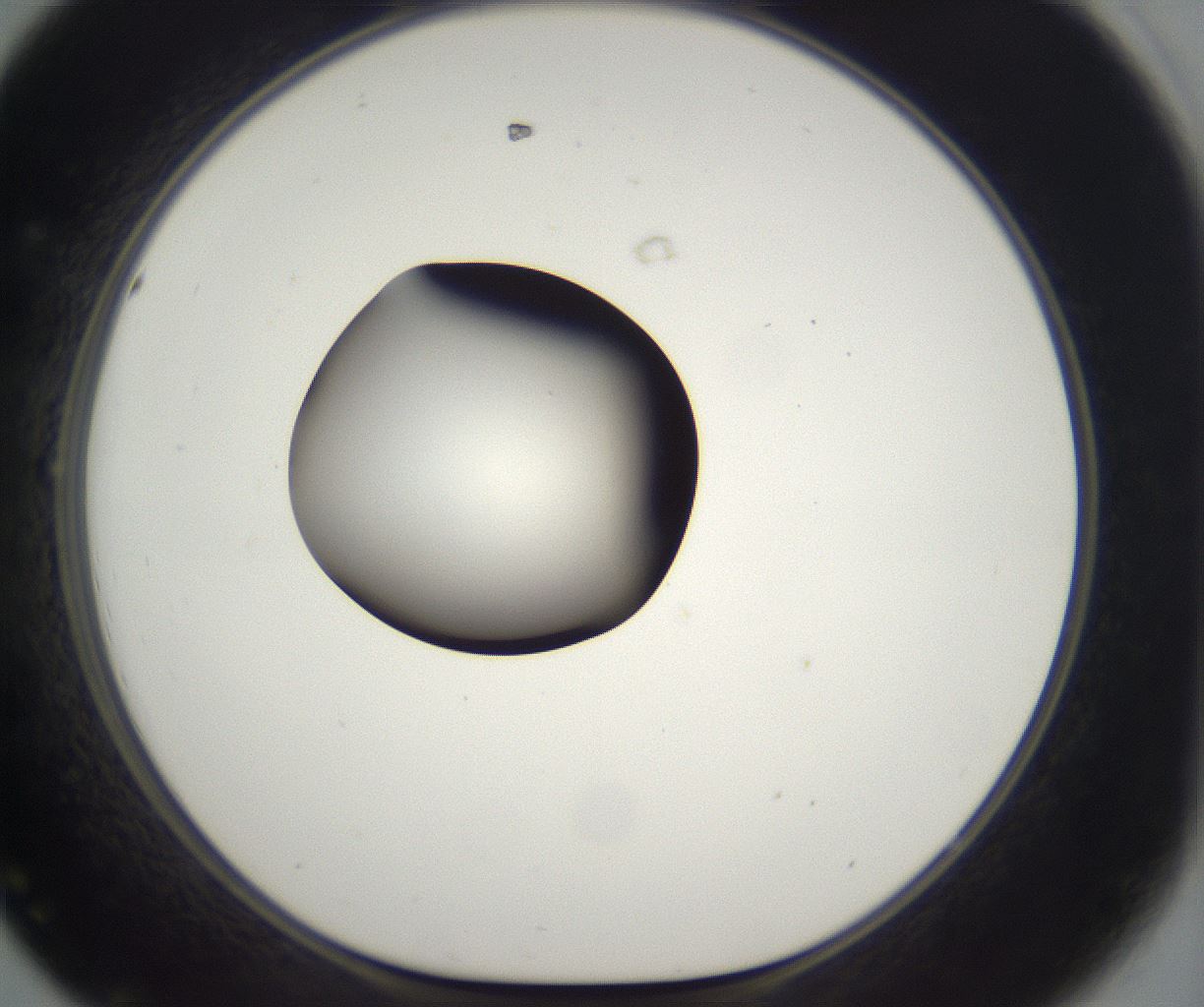 folderID298_plateID2298_batchID10853_wellNum44_profileID1_d1_r161561_ef.jpg