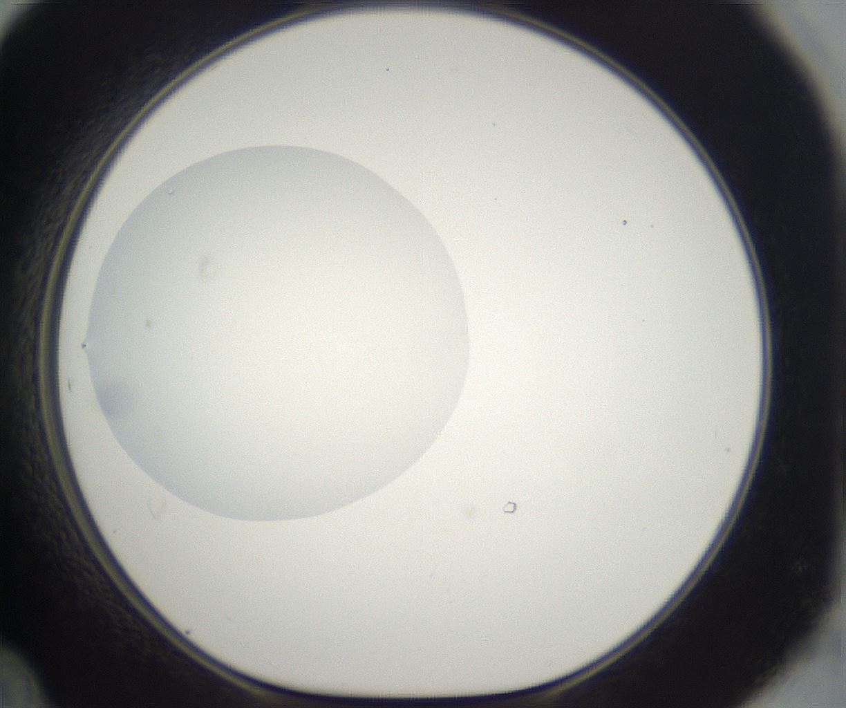 folderID298_plateID2298_batchID10853_wellNum48_profileID1_d1_r161565_ef.jpg