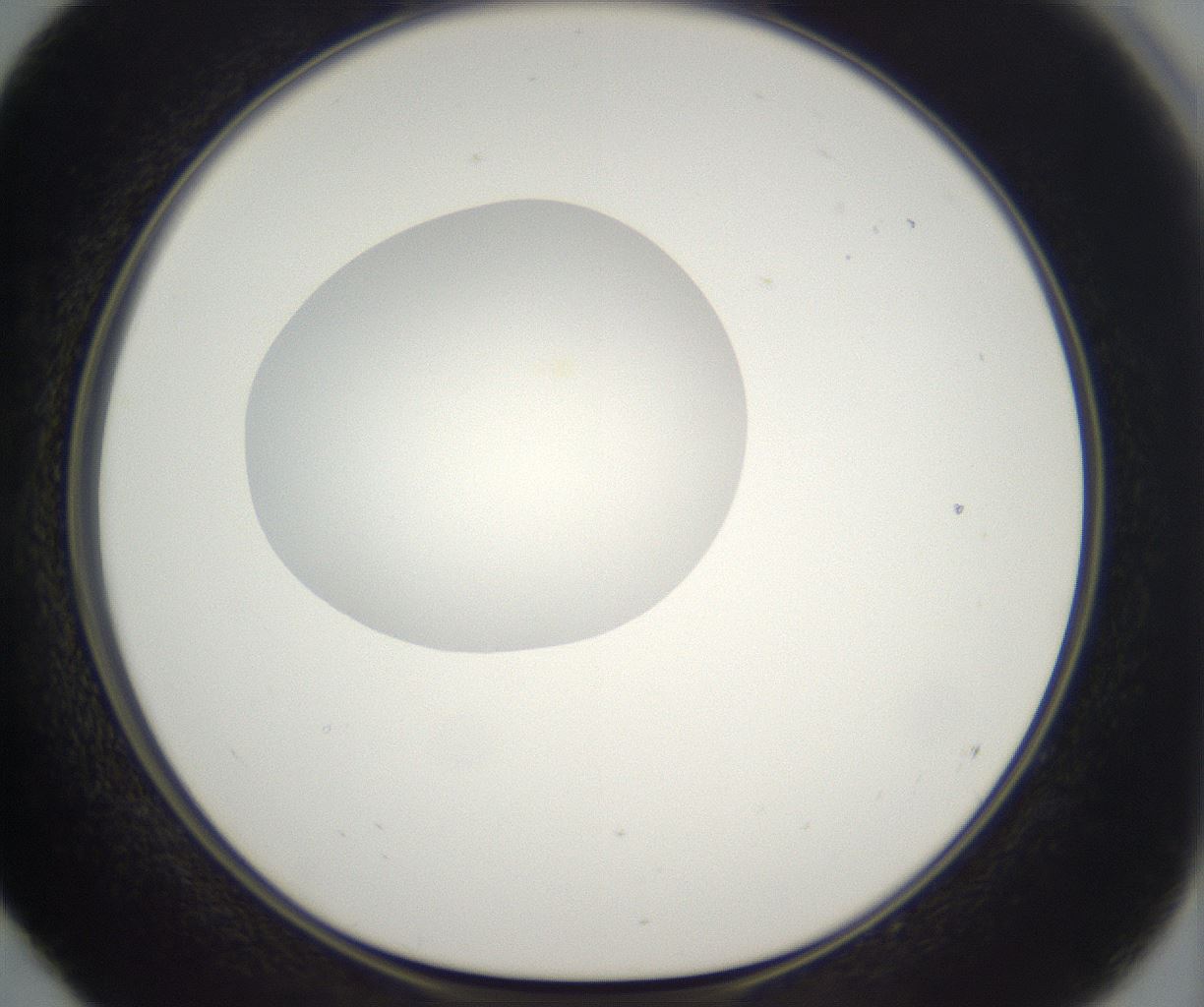 folderID298_plateID2298_batchID10853_wellNum52_profileID1_d1_r161569_ef.jpg