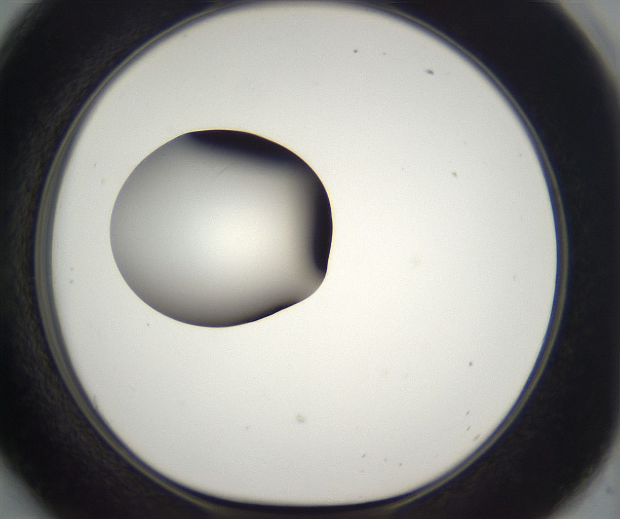 folderID298_plateID2298_batchID10853_wellNum54_profileID1_d1_r161571_ef.jpg
