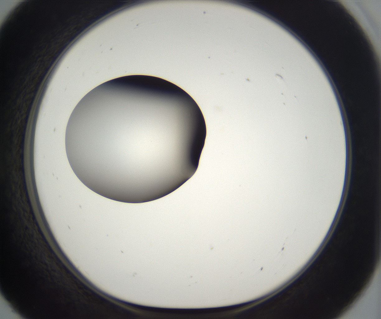 folderID298_plateID2298_batchID10853_wellNum55_profileID1_d1_r161572_ef.jpg