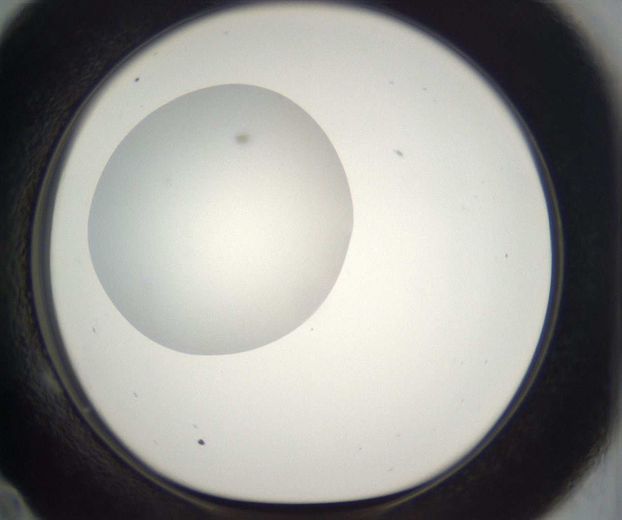 folderID298_plateID2298_batchID10853_wellNum58_profileID1_d1_r161575_ef.jpg
