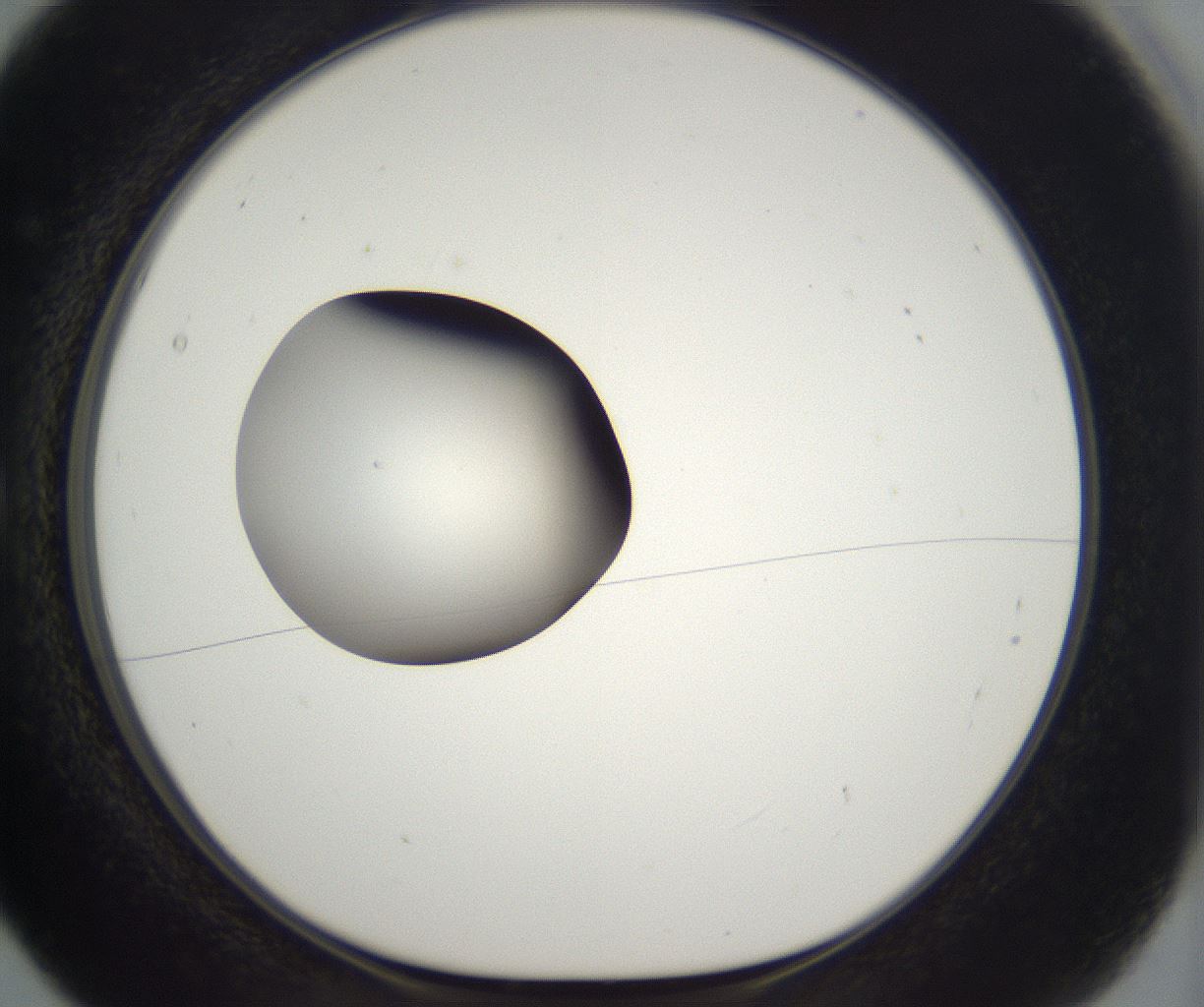 folderID298_plateID2298_batchID10853_wellNum5_profileID1_d1_r161522_ef.jpg