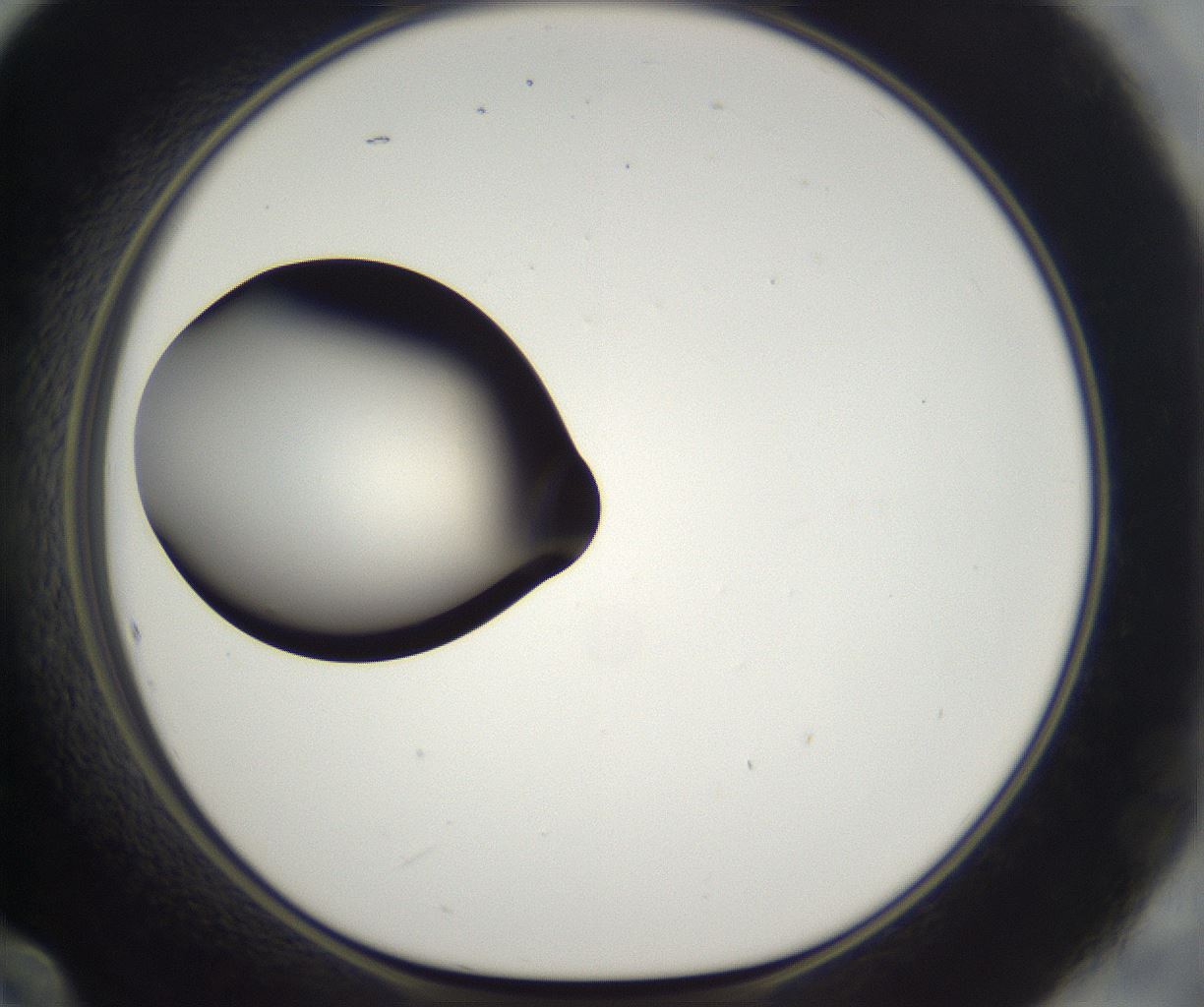 folderID298_plateID2298_batchID10853_wellNum60_profileID1_d1_r161577_ef.jpg