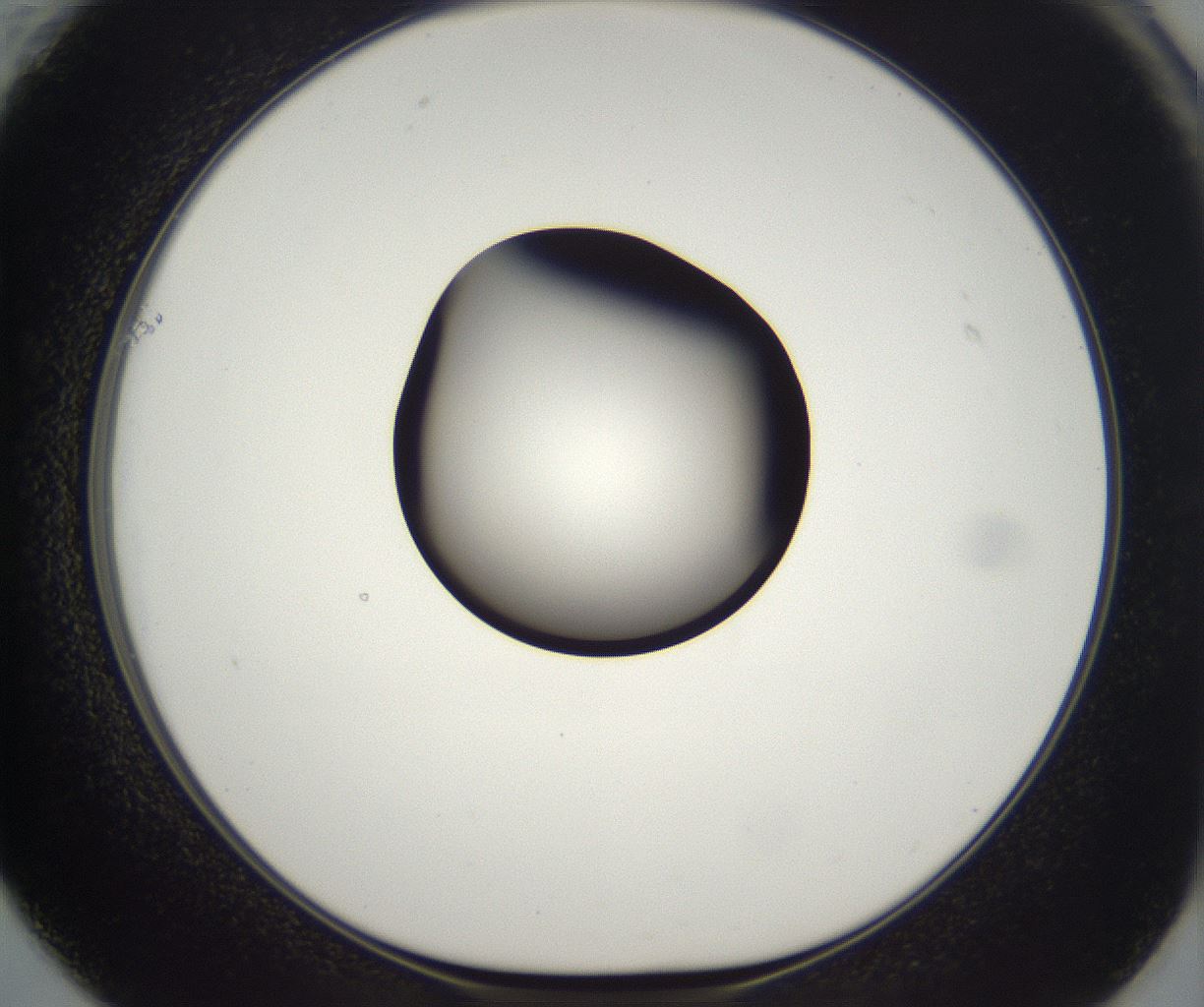 folderID298_plateID2298_batchID10853_wellNum61_profileID1_d1_r161578_ef.jpg