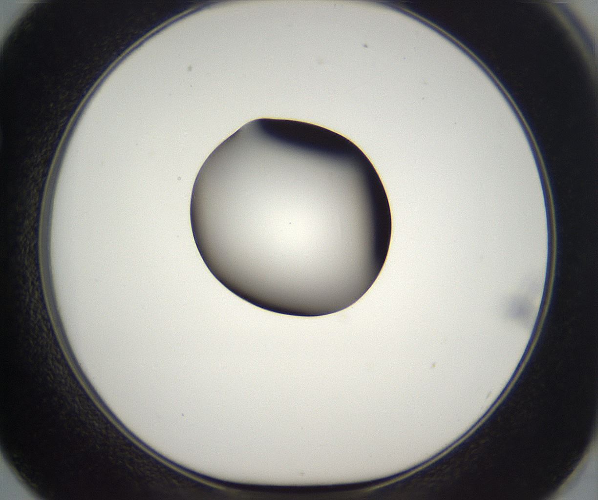 folderID298_plateID2298_batchID10853_wellNum62_profileID1_d1_r161579_ef.jpg