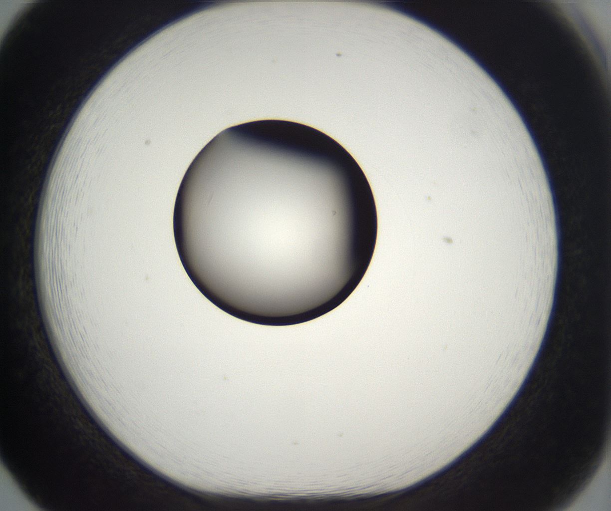 folderID298_plateID2298_batchID10853_wellNum65_profileID1_d1_r161582_ef.jpg