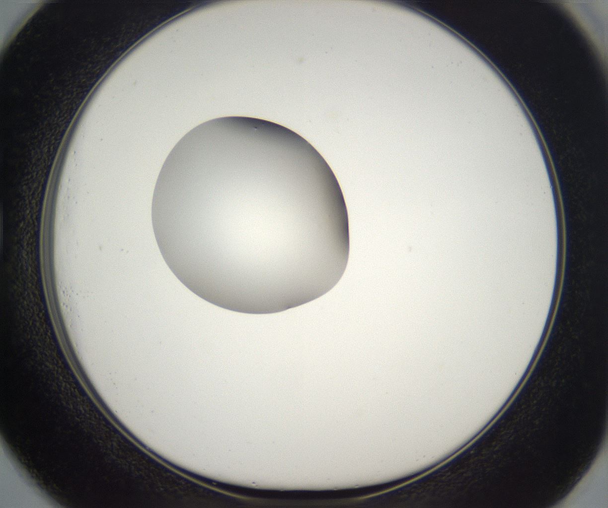folderID298_plateID2298_batchID10853_wellNum73_profileID1_d1_r161590_ef.jpg