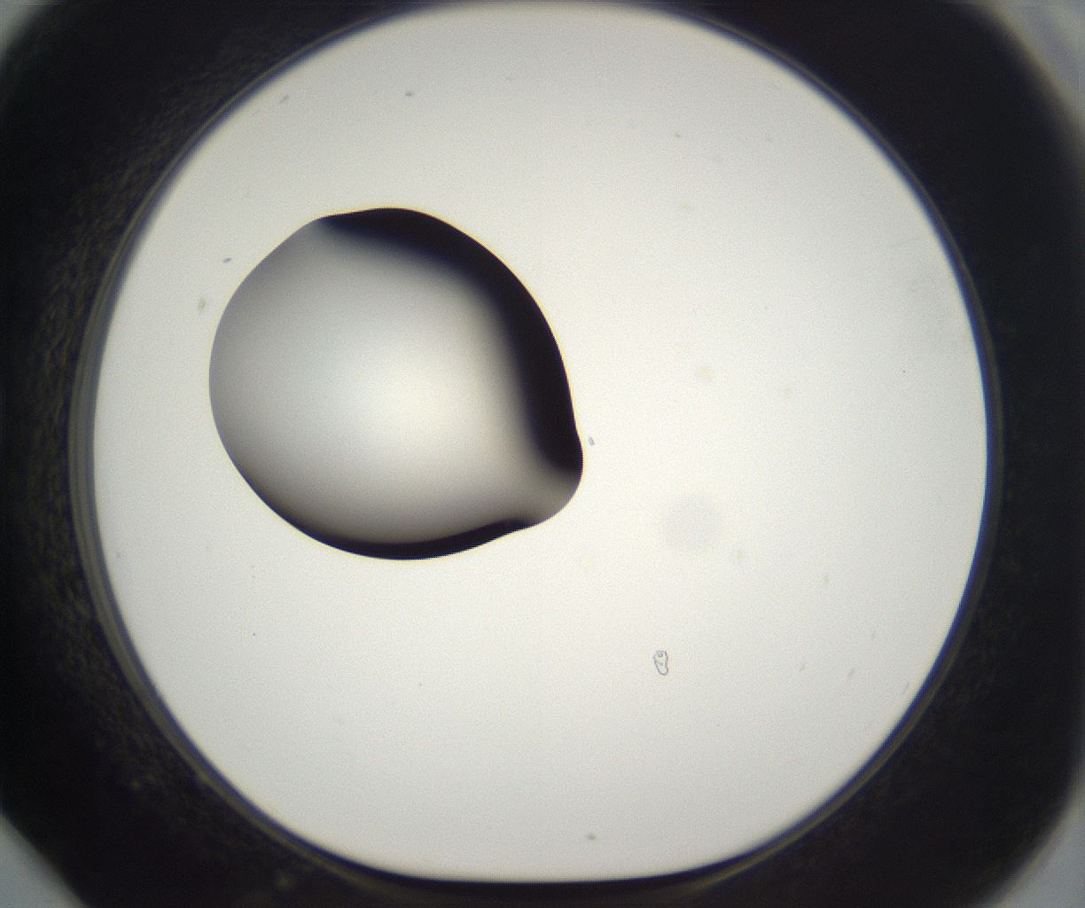 folderID298_plateID2298_batchID10853_wellNum78_profileID1_d1_r161595_ef.jpg