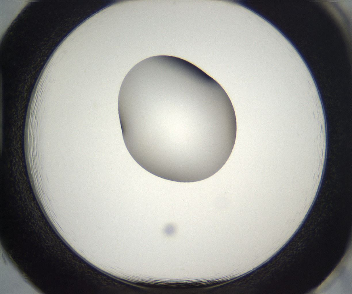 folderID298_plateID2298_batchID10853_wellNum85_profileID1_d1_r161602_ef.jpg