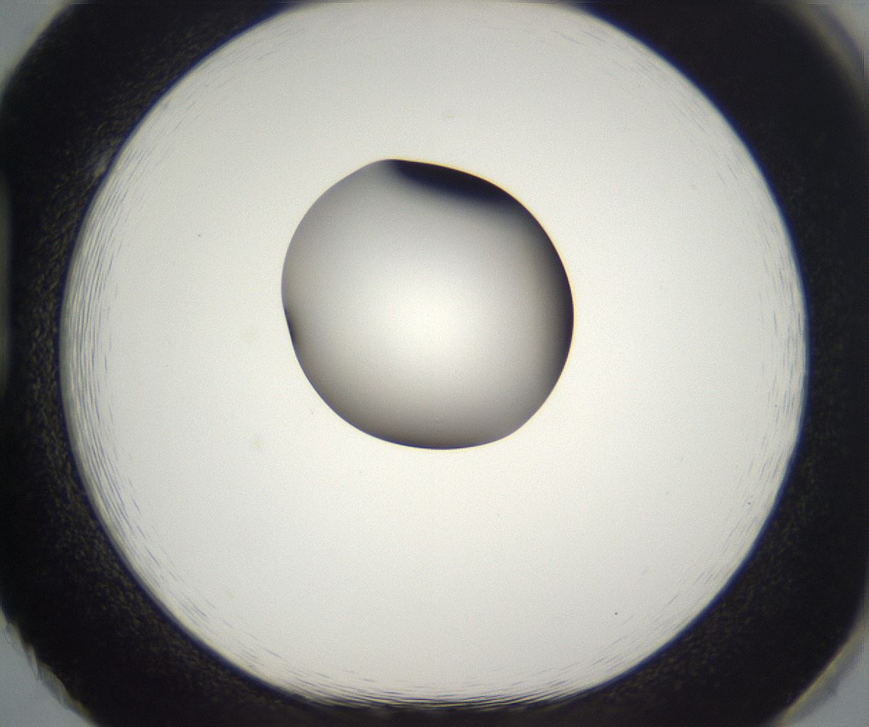 folderID298_plateID2298_batchID10853_wellNum86_profileID1_d1_r161603_ef.jpg