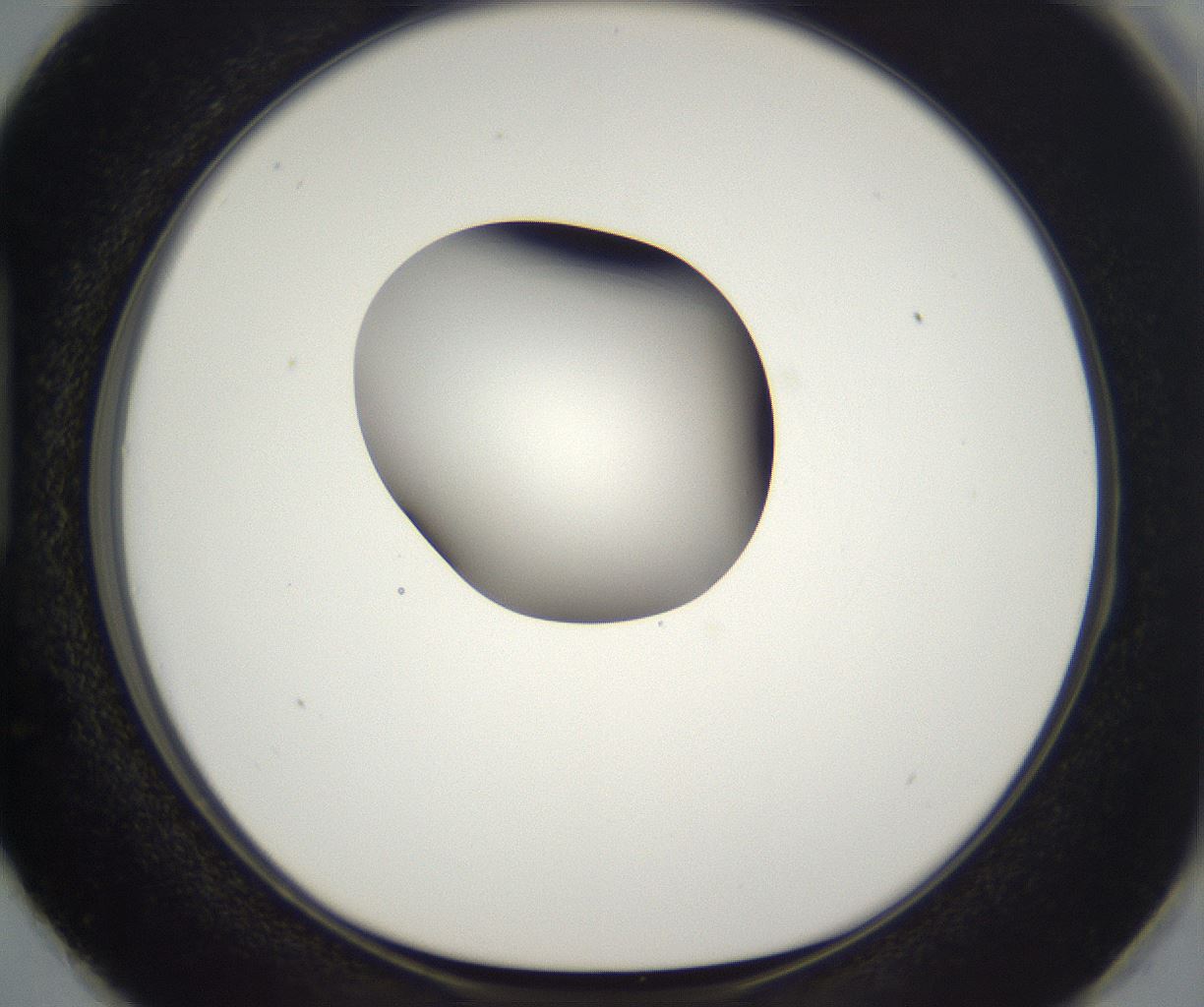 folderID298_plateID2298_batchID10853_wellNum87_profileID1_d1_r161604_ef.jpg