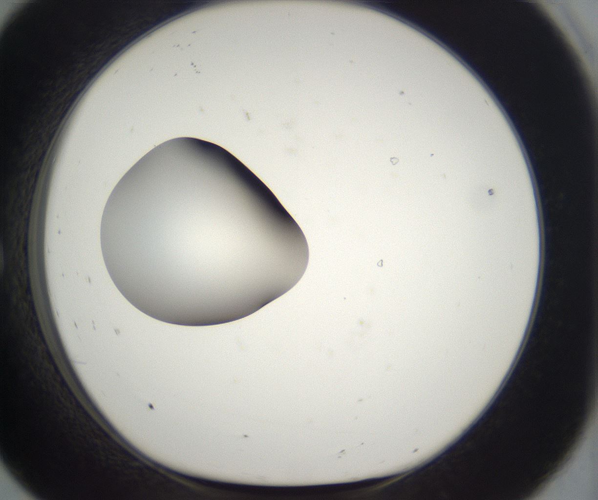 folderID298_plateID2298_batchID10853_wellNum8_profileID1_d1_r161525_ef.jpg