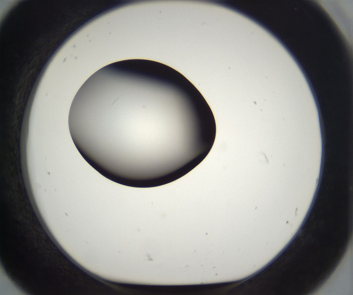 folderID298_plateID2298_batchID10853_wellNum92_profileID1_d1_r161609_ef.jpg